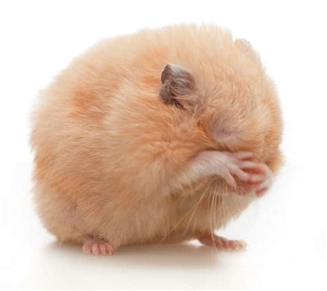 hamster sleeping more than usual|Why Hamsters Sleep So Much and When to Be Concerned.